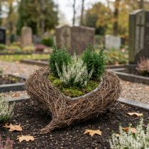 kohteita Kasvikulho sydänhautausmaa, viiniköynnösydän istutukseen 26cm