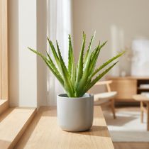 kohteita Aloe Vera keinovihreä 26cm