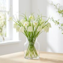 kohteita Shakkilaudan kukat Fritillaria tekovalkoinen, vihreä 40cm 12 kpl