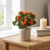 kohteita Flaming Käthchen Kalanchoe keinooranssi 24cm