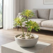 kohteita Mehevä keinokasvi haikolla Aeonium Green 30cm 4 kpl