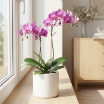 kohteita Säleikkökukkakeppi orkideakeppi pinkki Twister 38cm