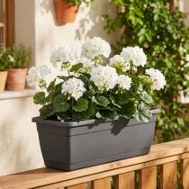 kohteita Geranium pensas valkoinen 38cm