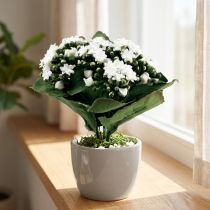 kohteita Keinotekoinen Kalanchoe Flaming Käthchen White 24cm