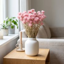 kohteita Kuivatut kukat korkkikukat vaaleanpunaiset olkikukat H42cm