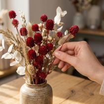 kohteita Globe amarantti Gomphrena Globosa tummanpunainen L45cm 100g