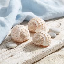 kohteita Simpukka Tonna Tessalata 7 kpl