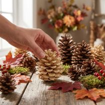 kohteita Käpyjä Pinus Käpyjä kerma sekoitettuna 5-18cm 25 kpl
