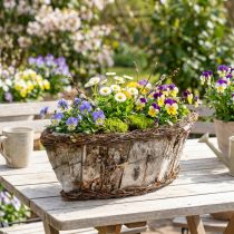 kohteita Kasvikulho soikea jardiniere koivun tuohon viiniköynnöksiä 36x13x12cm