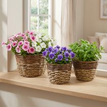 kohteita Luonnollinen kori istutukseen, korin koristelu, kasvikulhot natural L21/19/16cm K21/19/16cm 3 kpl setti