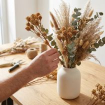 kohteita Salignum-oksa vaaleat leucadendron-kukat oksassa 25 kpl