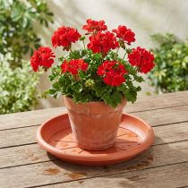 kohteita Lasinnaula "Linda" Ø33cm terrakotta