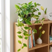 kohteita Philodendron Scindapsus ruukulla, helppohoitoinen - ihanteellinen toimistoon ja kotiin 32cm
