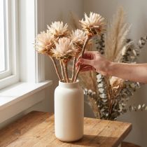 kohteita Leucospermum Plumosum Silver Tree Blossoms Light 25 kpl