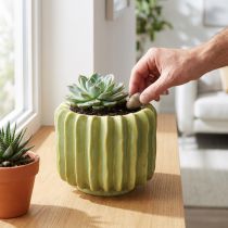 kohteita Kaktusruukku, ihanteellinen kulho eksoottisiin kodin sisustuksiin, 16 cm