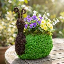 kohteita Planter Snail Vine Natural, Vihreä 21x14cm K26cm