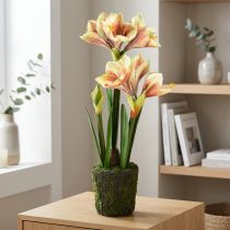 kohteita Amaryllis sammalpallossa keinotekoinen pinkki-keltakuvioinen kukka - 45 cm - Eksoottinen ja tyylikäs sisustus