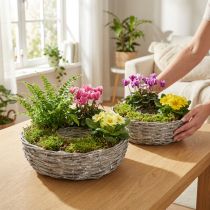 kohteita Valkoinen pajuruukku, 2 kpl, Ø25/30cm, koristeellinen huonekasveille