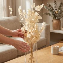 kohteita Kuivattu hopealehti Lunaria samppanja 65-70cm 20g