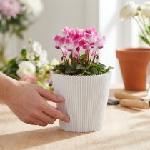 kohteita Laskostetut hihansuut valkoiset 10,5cm 100 kpl