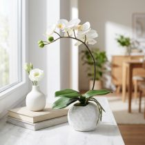kohteita Phalaenopsis kerma keraamisessa ruukussa 33cm