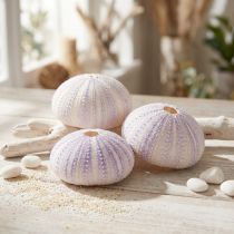 kohteita Merisiilin kuorikotelo valko-violettia Ø4-6cm 12 kpl