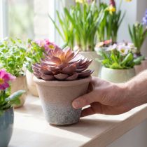 kohteita Mehikasvi ruukussa Echeveria keinopunainen vintage Ø15cm K16cm