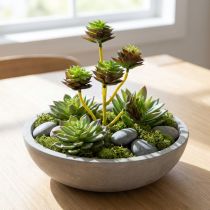 kohteita Mehevä poiminta vihreä / ruskea 35,5 cm