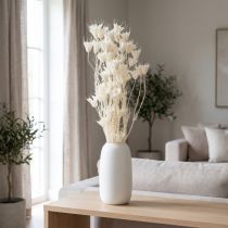 kohteita Kuivattuja Nigella-kukkia, elegantti luonnonkoriste eksklusiiviseen sisustukseen, 70 cm, 50 g