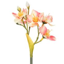 kohteita Koristeellinen kukkiva perulilja ajattomiin asetelmiin, 33 cm, 6 kpl