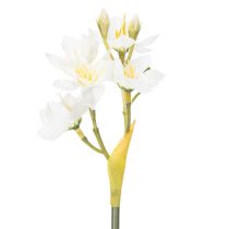 kohteita Narsissiksen oksa sesongin hääasetelmiin, kaunis, 33 cm, 6 kpl