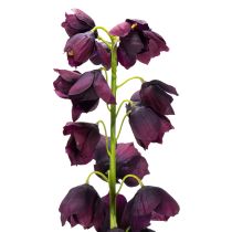 kohteita Fritilarian aidonnäköinen kopio tyylikkäisiin asetelmiin ja kimppuihin 78 cm