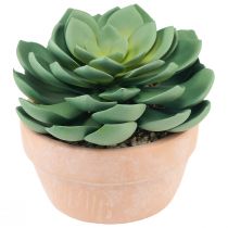 kohteita Mehikasvi ruukussa Echeveria tekovihreä Ø15cm