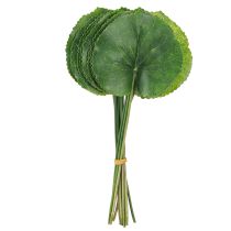 kohteita Galax Urceolata Lehdet Keinovihreä Ø10cm L23cm 12 kpl
