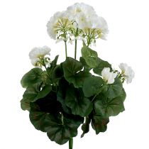 kohteita Geranium pensas valkoinen 38cm