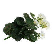 kohteita Geranium pensas valkoinen 38cm