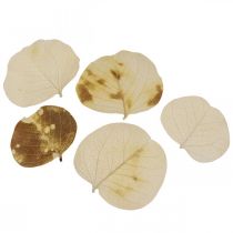 Kuivatut lehdet Deco Moneta Dry Floristic Cream 100g