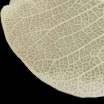 Kuivatut lehdet Deco Moneta Dry Floristic Cream 100g