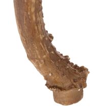 kohteita Keinotekoiset sarvet, elävän näköiset, maalaismaiset, 32 cm