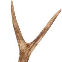 kohteita Keinotekoiset sarvet, elävän näköiset, maalaismaiset, 32 cm