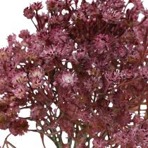 kohteita Gypsophila Gypsophila Gypsophila tekovioletti 35cm 5 kpl