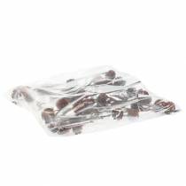 kohteita Glabrum Leucospermum -kuivakukat 25-40cm 25 kpl