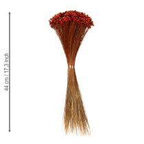 kohteita Kuivakukkakimppu, ihastuttava lisä maljakoihin tai asetelmiin, 44 cm