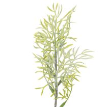 kohteita Koristeellinen parsanoksa, luonnollinen lisä kukkakimppuihin, 34 cm, 7 kpl