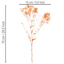 kohteita Vauvanhengitys kuivakukkakimppu Gypsophila 75cm 100g