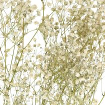 Kuivattu Gypsophila, Dry Floristics, Gypsophila White L64cm 20g