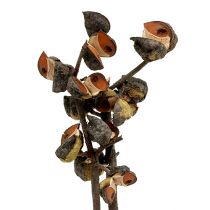 kohteita Hakea medium natural 5-9 päätä per oksa 20 kpl