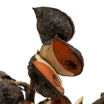 kohteita Hakea medium natural 5-9 päätä per oksa 20 kpl