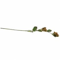 kohteita Hasselpähkinän oksa vihreä / ruskea 84cm