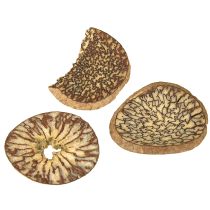 kohteita Puiset viipaleet, koristeelliset hedelmäpuun hedelmät, luonnolliset, DIY, FSC, 1-3,5 cm, 300 g